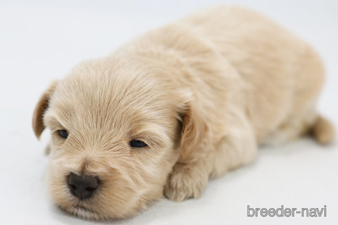 成約済の神奈川県のマルプー:マルチーズ×トイプードル-326793の3枚目